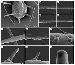 Attēlu rezultāti vaicājumam “Uroleucon hypochoeridis”