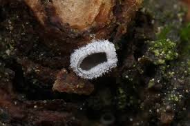 Attēlu rezultāti vaicājumam “Lachnella alboviolascens”