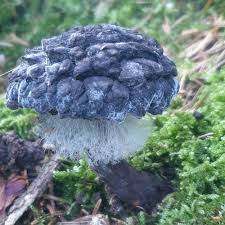 Attēlu rezultāti vaicājumam “Strobilomyces strobilaceus”