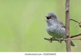 Attēlu rezultāti vaicājumam “Sylvia nisoria adult”