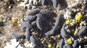 Attēlu rezultāti vaicājumam “Hypogastrura sp.”