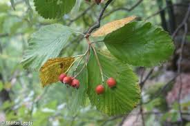 Attēlu rezultāti vaicājumam “Sorbus aria”