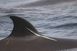 Image result for Hyperoodon ampullatus