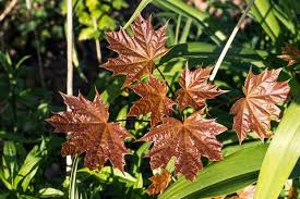 Attēlu rezultāti vaicājumam “Acer platanoides fo. schwedleri”