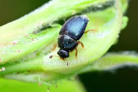 Attēlu rezultāti vaicājumam “Meligethes sp.”