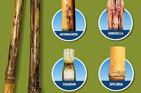 Attēlu rezultāti vaicājumam “Diderma radiatum stalked”