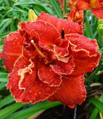 Image result for Hemerocallis `Moses Fire`