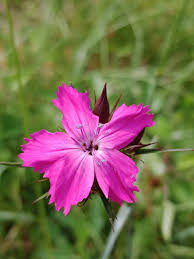 Image result for Dianthus carthusianorum