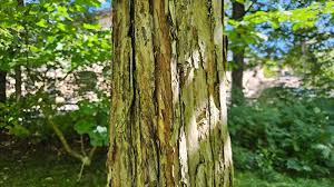 Attēlu rezultāti vaicājumam “Crataegus chlorosarca”