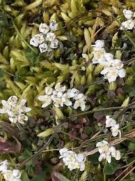 Attēlu rezultāti vaicājumam “Teesdalia nudicaulis”