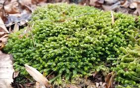 Attēlu rezultāti vaicājumam “Bazzania trilobata”