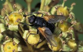 Attēlu rezultāti vaicājumam “Mesembrina meridiana”