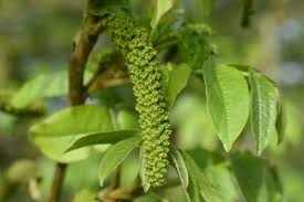 Attēlu rezultāti vaicājumam “Pterocarya fraxinifolia female flower”