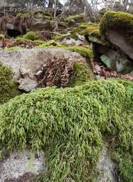 Attēlu rezultāti vaicājumam “Isothecium alopecuroides”
