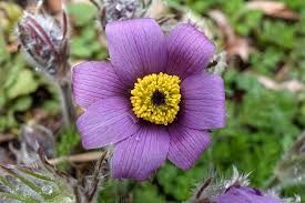 Attēlu rezultāti vaicājumam “Pulsatilla vulgaris flower”