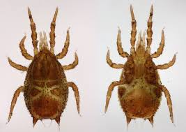 Attēlu rezultāti vaicājumam “Mesostigmata”