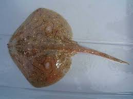 Image result for Raja undulata