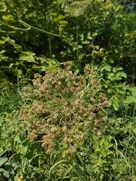 Attēlu rezultāti vaicājumam “Laserpitium latifolium”