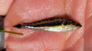 Image result for Cynoscion nebulosus