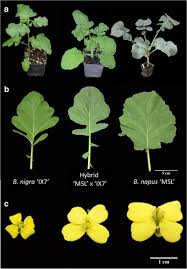 Attēlu rezultāti vaicājumam “Brassica napus”