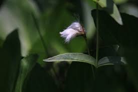Attēlu rezultāti vaicājumam “Eriophorum gracile”