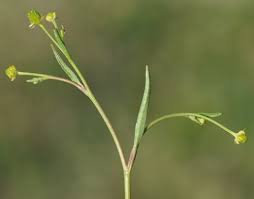 Attēlu rezultāti vaicājumam “Ranunculus elatior leaf”