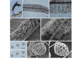 Attēlu rezultāti vaicājumam “Stemonitis axifera spores”