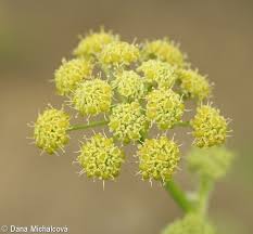 Attēlu rezultāti vaicājumam “Levisticum officinale flower”
