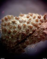 Attēlu rezultāti vaicājumam “Lycogala fuscoolearium macro”