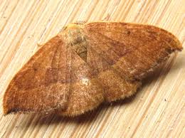 Attēlu rezultāti vaicājumam “Watsonalla binaria”