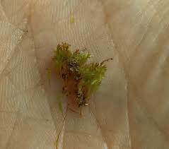 Attēlu rezultāti vaicājumam “Schistostega pennata”