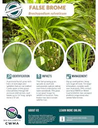 Attēlu rezultāti vaicājumam “Brachypodium sylvaticum flower”