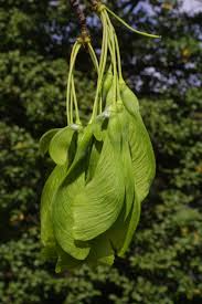 Attēlu rezultāti vaicājumam “Acer saccharinum fruit”