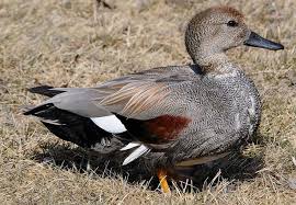 Attēlu rezultāti vaicājumam “Anas strepera”