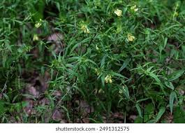 Attēlu rezultāti vaicājumam “Melampyrum pratense leaf”