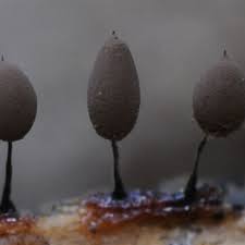 Attēlu rezultāti vaicājumam “Didymium crustaceum macro”