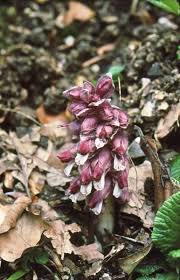 Attēlu rezultāti vaicājumam “Lathraea squamaria flower”