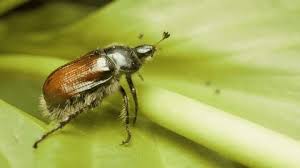 Attēlu rezultāti vaicājumam “Pyrochroidae imago”