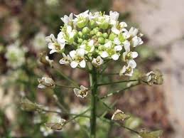 Attēlu rezultāti vaicājumam “Capsella bursa-pastoris leaf”