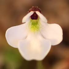 Attēlu rezultāti vaicājumam “Pinguicula vulgaris fruit”