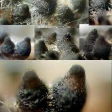 Attēlu rezultāti vaicājumam “Sordaria fimicola”