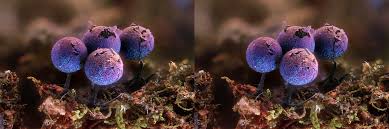 Attēlu rezultāti vaicājumam “Lamproderma debile macro”