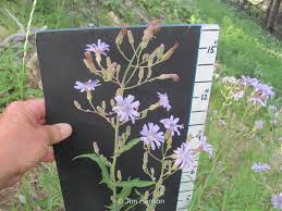 Attēlu rezultāti vaicājumam “Lactuca tatarica leaf”