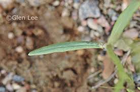 Attēlu rezultāti vaicājumam “Crepis tectorum”
