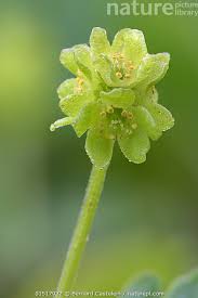 Attēlu rezultāti vaicājumam “Adoxa moschatellina”