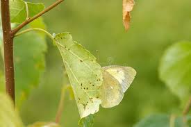 Attēlu rezultāti vaicājumam “Colias palaeno male”