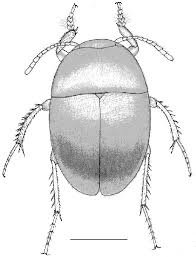 Attēlu rezultāti vaicājumam “Leiodidae”