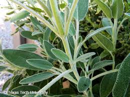Image result for Salvia officinalis