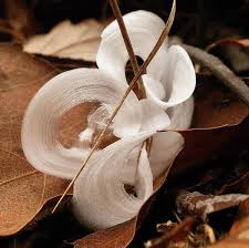 Attēlu rezultāti vaicājumam “Frost Flowers”