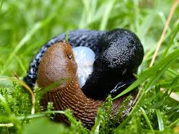 Attēlu rezultāti vaicājumam “Arion lusitanicus”